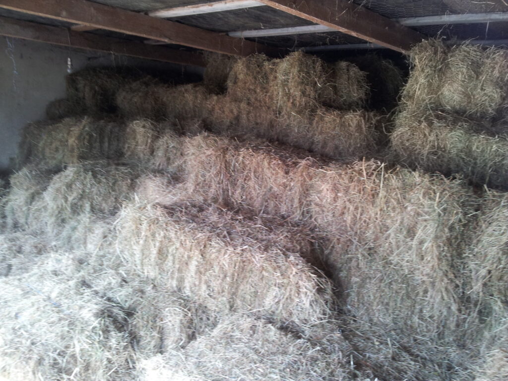 Hay!